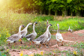 Goose walks in garden