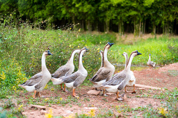 Obraz premium Goose walks in garden
