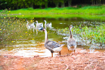 Goose walks in garden