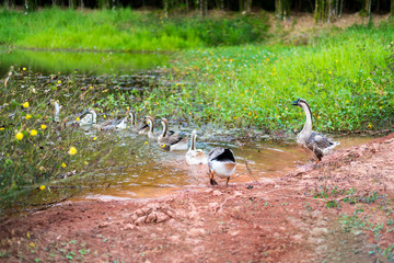 Goose walks in garden