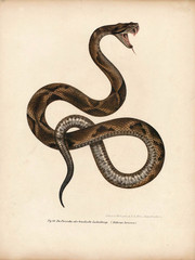 Illustration of a snake. - 181592116