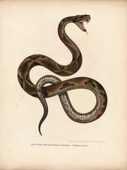 Illustration of a snake.