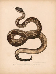 Illustration of a snake.