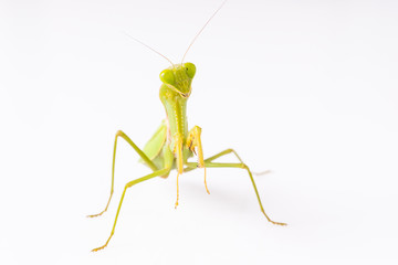 Mantis on the white background