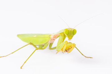 Mantis on the white background