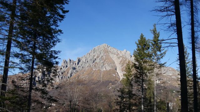 Grigna dal bosco