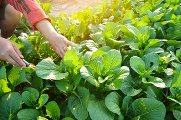 Hand of women cutting fresh organic green vegetable plant on garden