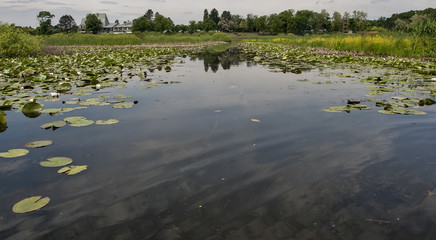 The flowers of water lilies on the lake