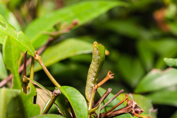 worms eating leafs
