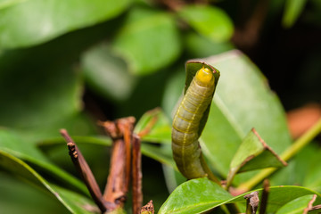 worms eating leafs
