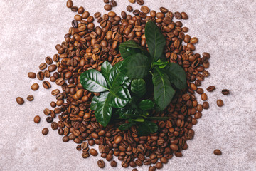 Coffee plant tree and roasted coffee beans. Top view