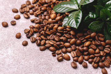 Coffee plant tree and roasted coffee beans. Horizontal view