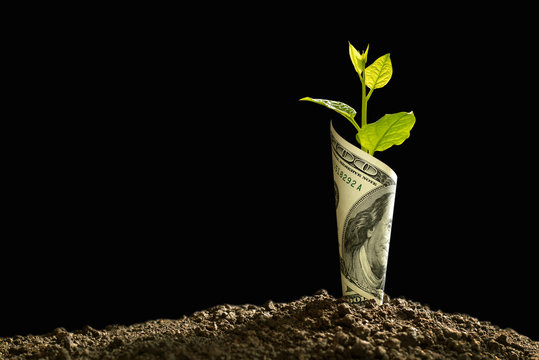 Image of bank note with plant growing on top for business, saving, growth, economic concept on black background