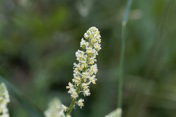 Yellow mignonette (Reseda lutea)
