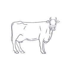 Vector of cow on white background. Animal Farm. Vector