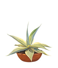 Agave Guiengola Creme Brulee in a Pottery Flower Pot on White Background, Clipping Path