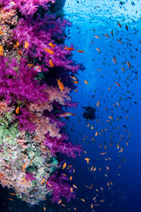 Obraz na płótnie Canvas Diver at a Red Sea coral wall
