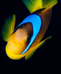 Red Sea clownfish