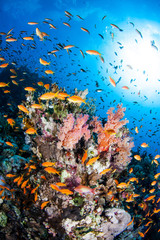 Colourful coral reef in the Red Sea