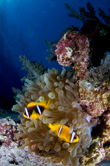 Two clownfish residing in a single anemone