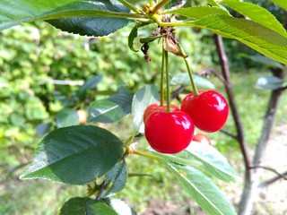 Ripe Cherry on Tree / Cherry tree with fruits in orchard closeup