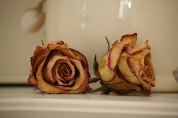 Trockenblüte