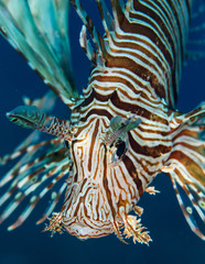 Red Sea lionfish
