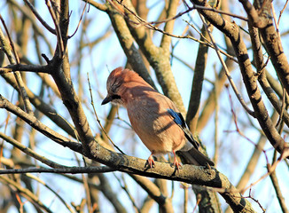 attentive look of a curious jay