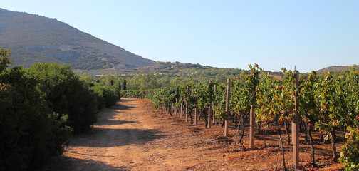 Fototapeta na wymiar Vineyard in Sardinia,Italy