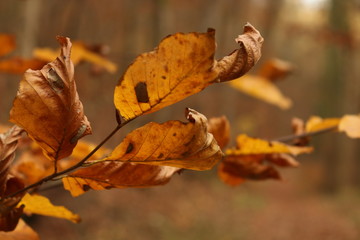 Herbstlaub