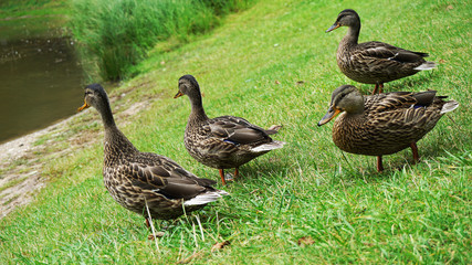 4 Ducks