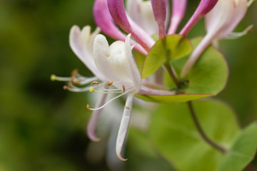 Etruscan honeysuckle (Lonicera etrusca)