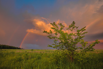 Naklejka na ściany i meble Rainbow in summer in the field