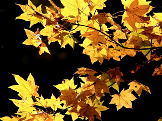 Landscape in park of autumn