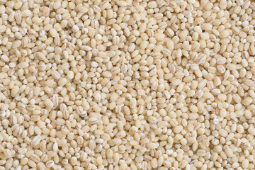 Barley seed background 