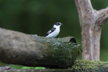 Collared flycatcher