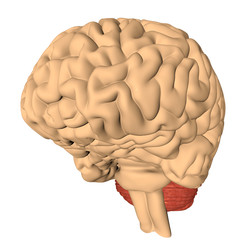 Human brain 3D render