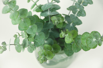 Green eucalyptus branches on a light green pastel background with space for your text. Banner for the site and for decorative use.