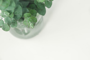 Green eucalyptus branches on a light green pastel background with space for your text. Banner for the site and for decorative use.