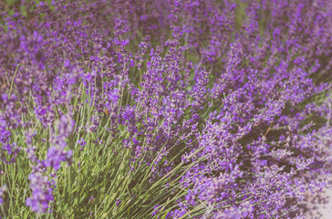Fototapeta na wymiar Mountain lavender. Fragrant purple field flowers