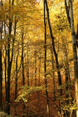 Herbstwald gold