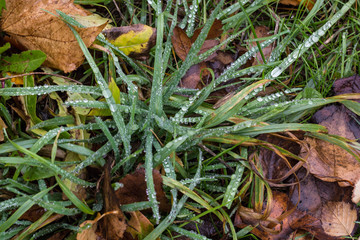 Ground level closeup shot of blades of green grass with rain drops