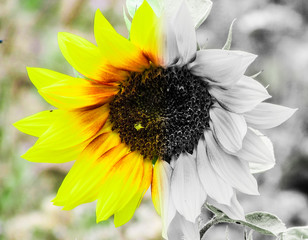 Sunflower Double Colors