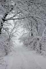 White winter forest landscape