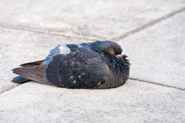 Common pigeon, dove sitting on the pavement