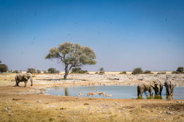 Okaukuejo, Etosha NP, Namibia