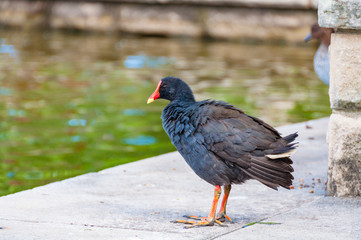 Purple swamphen bird