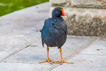 Obraz premium Purple swamphen bird