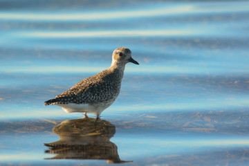 pivieressa (Pluvialis squatarola) nello stagno - ritratto