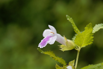 White hedge nettle (Prasium majus)